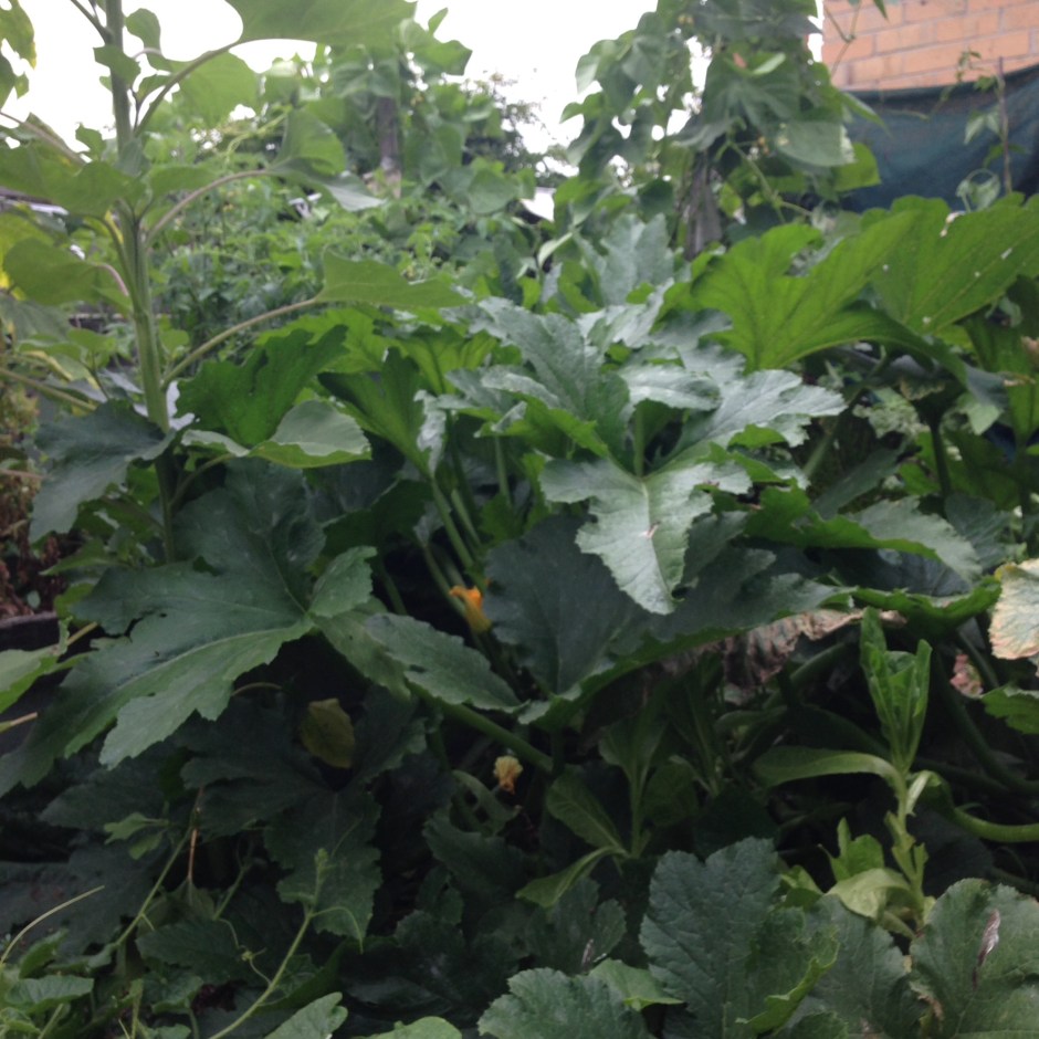 Zucchini01_garden