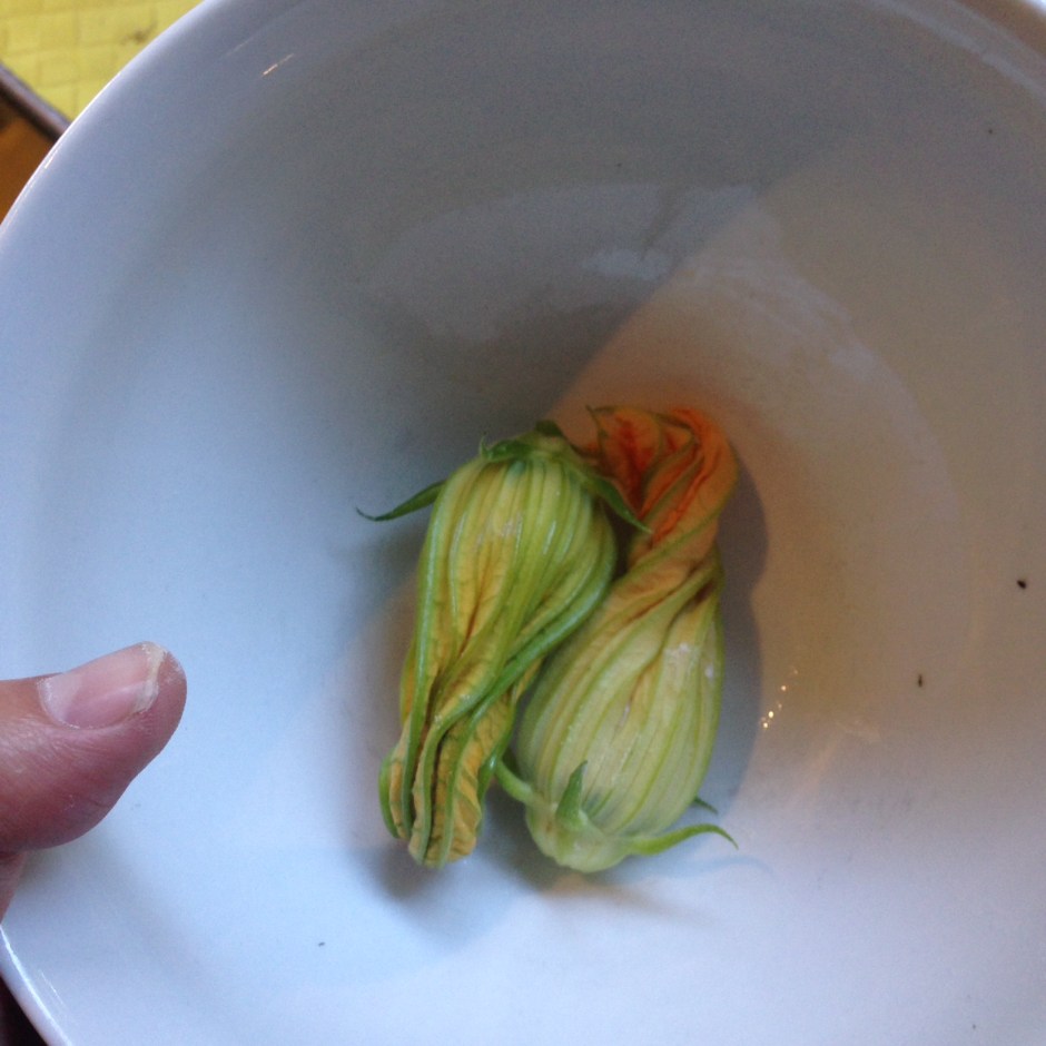 Zucchini02_flowers