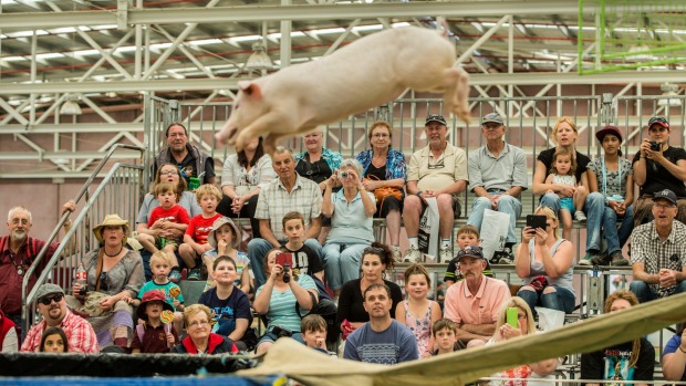Miss Piggy, one of Pig Racing Australia's diving pigs performing at the Bendigo Show, 2015. Photo: Simon Schluter 